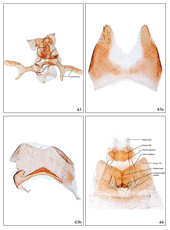 43.Scythris ochrelinella Falck, sp. nov., ♂, GP3003PF. 43a. Sternum VIII, GP3003PF. 43b. Tergit VIII, GP3003PF. 44.Scythris arachnodesWalsingham, 1908, ♀, GP3013PF.