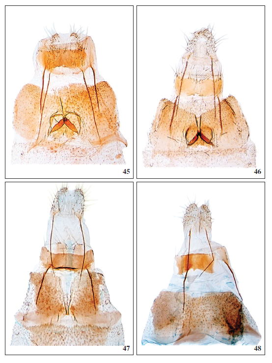 45.Scythris petrellaWalsingham, 1908, ♀ (Tenerife), GP3002PF. 46. Scythris petrella Walsingham, 1908, ♀ (El Hierro), 3767PF. 47.Scythris pseudoarachnodes Bengtsson, 1997, ♀, GP3084PF. 48.Scythris brithaeFalck & Karsholt, 2019, ♀, GP2733PF.