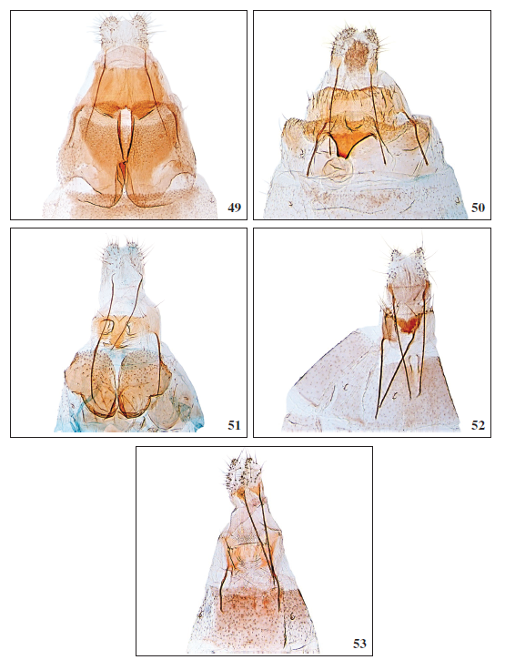 49.Scythris aronaella Falck, sp. nov., ♀, GP3085PF. 50.Scythris grancanariellaFalck & Karsholt, 2019, ♀, GP3678PF. 51.Scythris rupemella Falck, sp. nov., ♀, GP3415PF. 52.Scythris linealbella Falck, sp. nov., 0, GP3020PF. 53.Scythris solisella Falck, sp. nov., ♀, GP3766PF.
