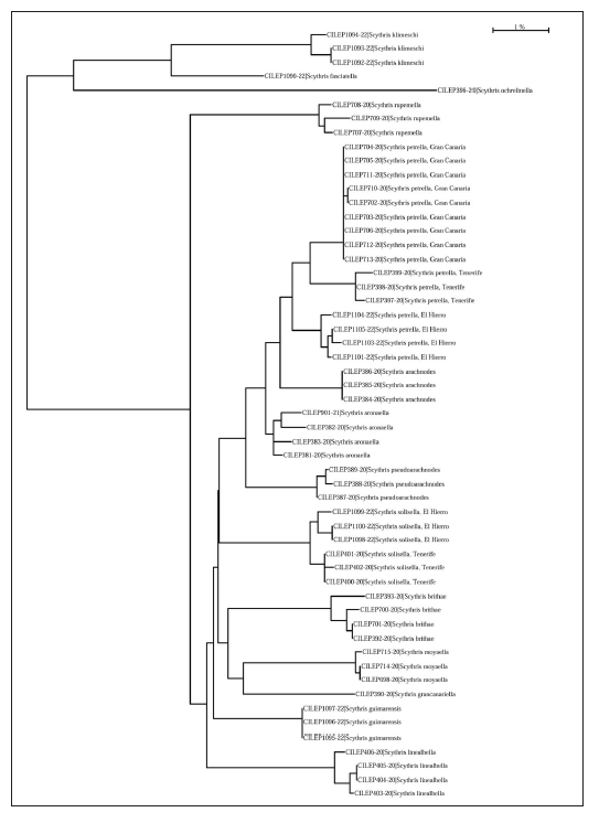 Neighbour-joining tree of DNA barcodes of fourteen species of Scythris.