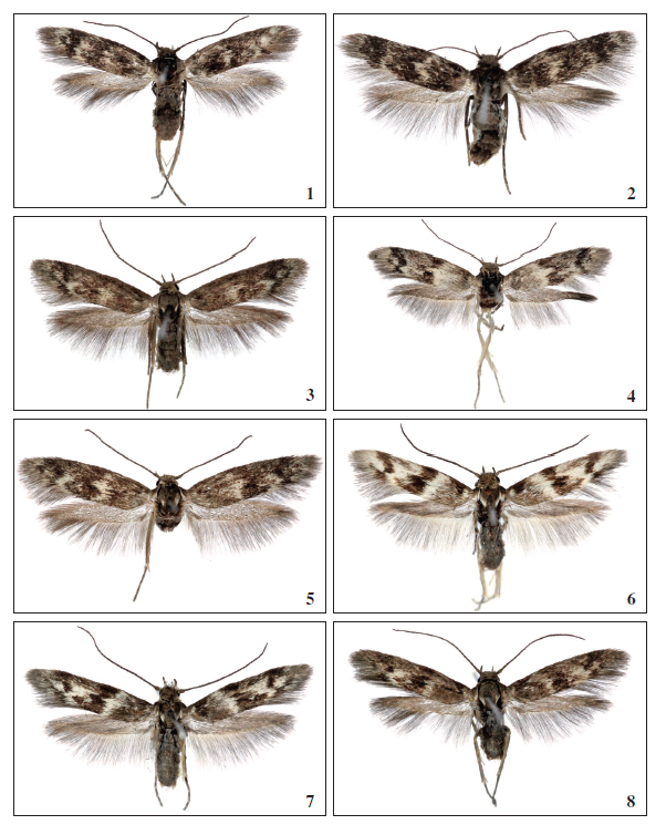 1.Scythris arachnodes Walsingham, 1908, ♂, Tenerife, 9 mm. 2.Scythris arachnodesWalsingham, 1908, ♀, Tenerife, 9 mm. 3.Scythris petrella Walsingham, 1908, ♂, Tenerife, 11 mm. 4.Scythris petrella Walsingham, 1908, ♀, Gran Canaria, 10.5 mm. 5.Scythris petrella Walsingham, 1908, ♀, Tenerife, 11 mm. 6.Scythris petrellaWalsingham, 1908, ♂, El Hierro, 9.5 mm. 7.Scythris petrellaWalsingham, 1908, ♂, El Hierro, 10 mm. 8.Scythris petrellaWalsingham, 1908, ♀, El Hierro, 10 mm
