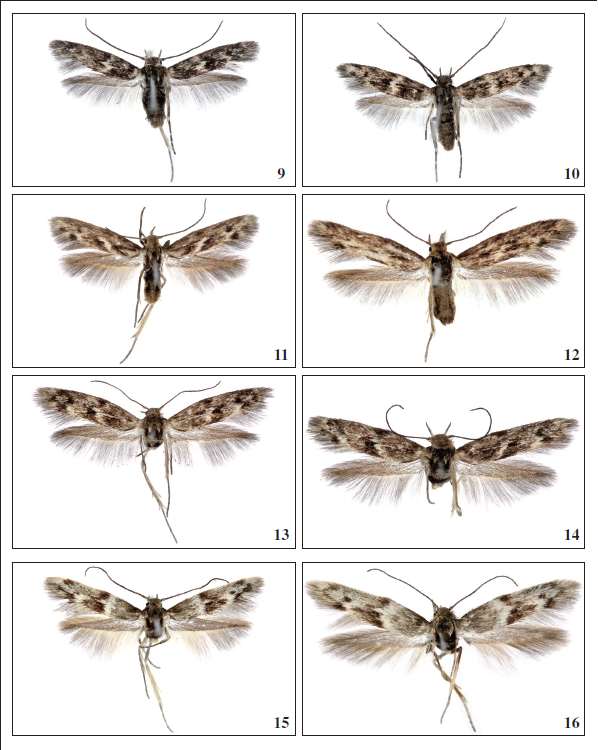 9.Scythris pseudoarachnodesBengtsson, 1997, ♂, Tenerife, 7.5 mm. 10.Scythris pseudoarachnodesBengtsson, 1997, ♀, Tenerife, 7.5 mm. 11.Scythris brithaeFalck & Karsholt, 2019, ♂, Gran Canaria, 9.5 mm. 12.Scythris brithaeFalck & Karsholt, 2019, ♀, Gran Canaria, 9.5 mm. 13.Scythris aronaella Falck, sp. nov., ♂, Tenerife, 10 mm. 14.Scythris aronaella Falck, sp. nov., ♀, Tenerife, 9 mm. 15.Scythris grancanariellaFalck & Karsholt, 2019, ♂, Gran Canaria, 9.5 mm. 16.Scythris grancanariellaFalck & Karsholt, 2019, ♀, Gran Canaria, 11.5 mm.