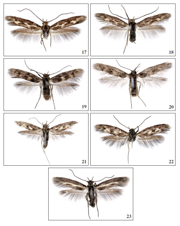 17.Scythris moyaella Falck, sp. nov., ♂, Gran Canaria, 9 mm. 18.Scythris moyaella Falck, sp. nov., ♂, Gran Canaria, 8 mm. 19.Scythris rupemella Falck, sp. nov., ♂, Gran Canaria, 7 mm. 20.Scythris rupemella Falck, sp. nov., ♀, Gran Canaria, 7 mm. 21.Scythris guimarensisBengtsson, 1997, ♂, Tenerife, 7.5 mm. 22.Scythris guimarensisBengtsson, 1997, ♂, Tenerife, 7.5 mm. 23.Scythris linealbella Falck, sp. nov., ♂, Tenerife, 8 mm.