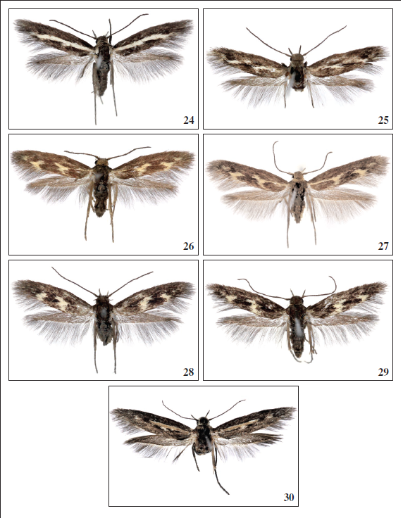 24.Scythris linealbella Falck, sp. nov., ♀, Tenerife, 8 mm. 25.Scythris linealbella Falck, sp. nov., ♀, Tenerife, 7.5 mm. 26.Scythris solisella Falck, sp. nov., ♂, Tenerife, 8 mm. 27.Scythris solisella Falck, sp. nov., ♀, Tenerife, 9 mm. 28.Scythris solisella Falck, sp. nov., ♂, El Hierro, 8 mm. 29.Scythris solisella Falck, sp. nov., ♀, El Hierro, 8.5 mm. 30.Scythris ochrelinella Falck, sp. nov., ♂, Tenerife, 11.5 mm.