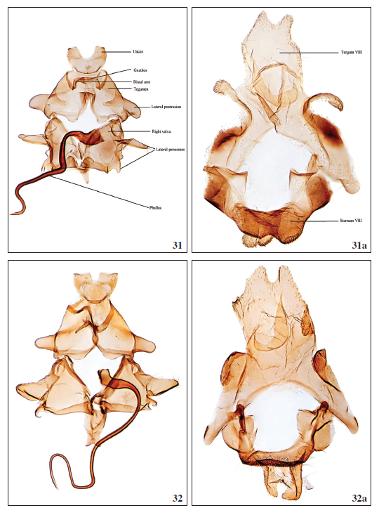 31.Scythris arachnodes Walsingham, 1908, ♂, GP3011PF. 31a. Segment VIII, GP3012PF. 32.Scythris petrella Walsingham, 1908, ♂ (Tenerife), GP3082PF. 32a. Segment VIII, GP3082PF.
