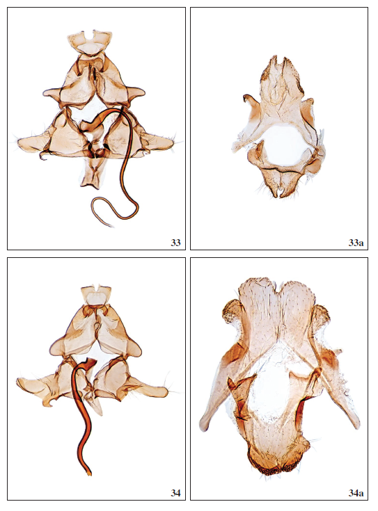 33.Scythris petrellaWalsingham, 1908, ♂ (El Hierro), GP3778PF. 33a. Segment VIII, GP3759PF. 34.Scythris pseudoarachnodes Bengtsson, 1997, ♂, GP3580PF. 34a. Segment VIII, GP3583PF.