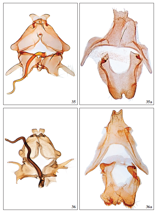 35.Scythris brithaeFalck & Karsholt, 2019, ♂, GP2860PF. 35a. Segment VIII, GP2860PF. 36.Scythris aronaella Falck, sp. nov., ♂, GP3005PF. 36a. Segment VIII, GP3005PF.