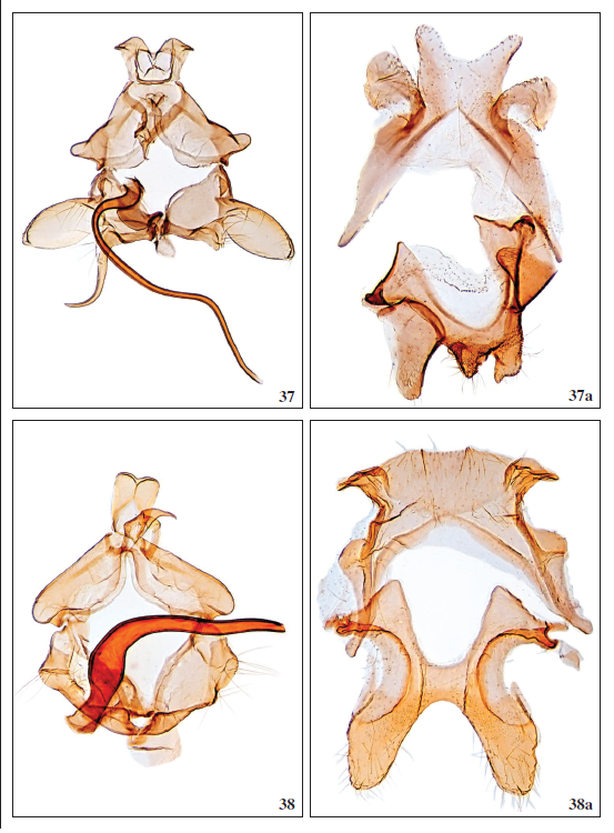 37.Scythris grancanariellaFalck & Karsholt, 2019, ♂, GP3502PF. 37a. Segment VIII, GP3501PF. 38.Scythris moyaella Falck, sp. nov., ♂, GP3419PF. 38a. Segment VIII, GP3419PF.