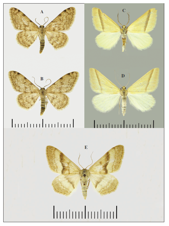 Adults of Mongolian Geometridae. A, B.Scopula rufotinctata, males. C.Casilda consecraria, male. D. ditto, female. E.Scopula divisaria, male.