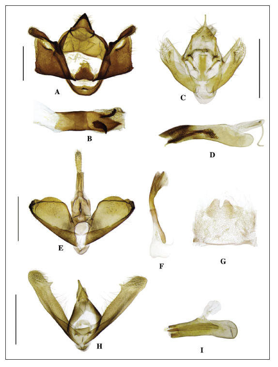 Male genitalia of Mongolian Geometridae. A, B.Phaselia serrularia. C, D.Scotopteryx supproximaria. E-G.Rhodostrophia crypta. H, I.Idaea ossiculata. A, C, E, H. genital segment. B, D, F, I. phallos. G. abdominal sternite VIII.