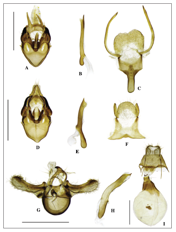 Male and female genitalia of Mongolian Geometridae. A-C.Scopula rufotinctata. D-F.Scopula divisaria. G, H.Casilda consecraria. I.Scotopteryx supproximaria. A, D, G. genital segment. B, E, H. phallos. C, F. abdominal sternite VIII. I. bursa copulatrix.