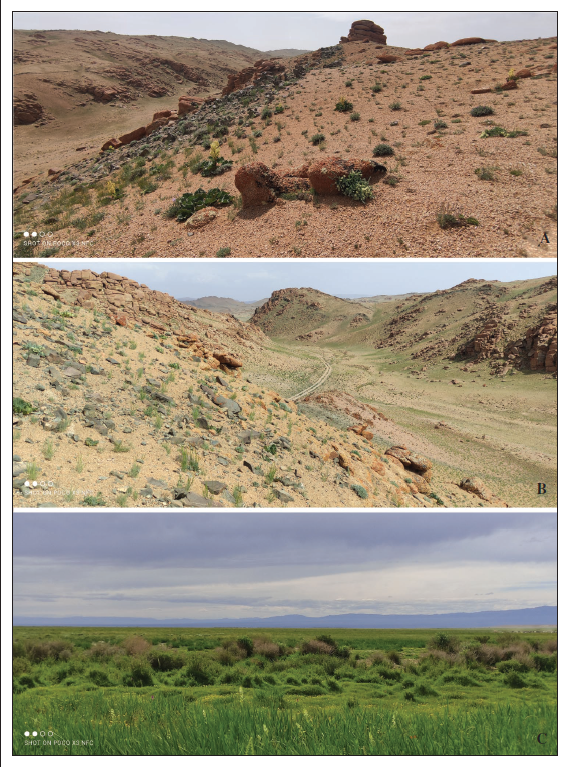Habitats of the travel. Gov’-Altai Aimag. A, B.Tonkhil Sum, 11 km W of Tonkhil vill. C. Sharga Sum, Sharga village vicinity