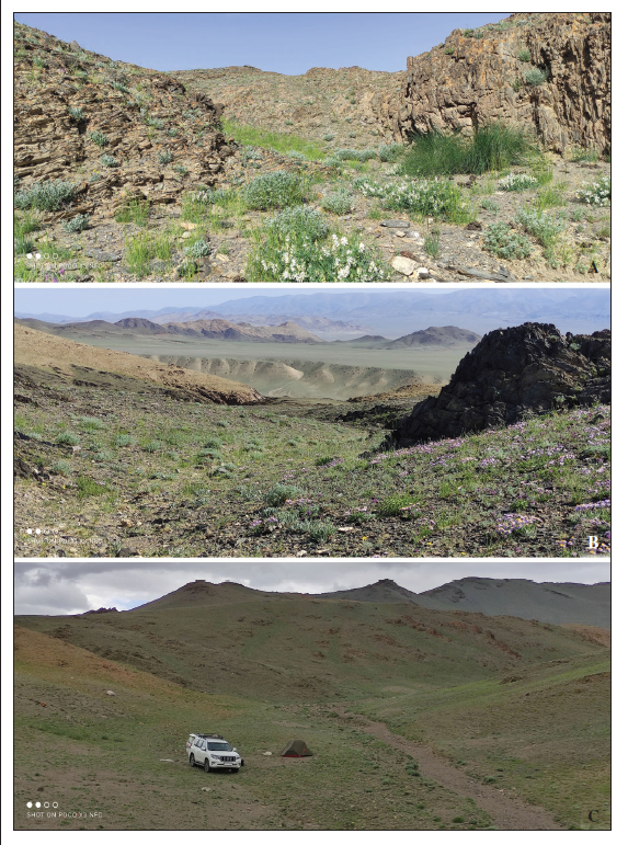 Habitats of the travel. Khovd Aimag. A, B. Must Sum, 16 km NWW of Must. C. Must Sum, 16 km NWW of Must.