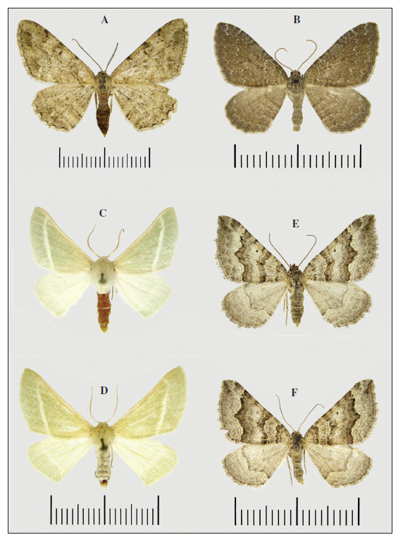 Adults of Mongolian Geometridae. A.Alcisdepravata, female. B.Cataclysme riguata. C.Holoterpna diagrapharia, male. D.ditto, female. E, F.Scotopteryx supproximaria, females.