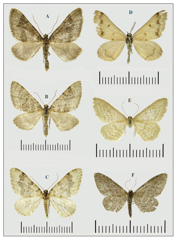 Adults of Mongolian Geometridae. A, B.Kyrtolitha obstinata, males. C.Nebula mongoliata, male. D.Rhodostrophia crypta, male. E.Idaea ossiculata, male. F.Idaea descitaria, male.