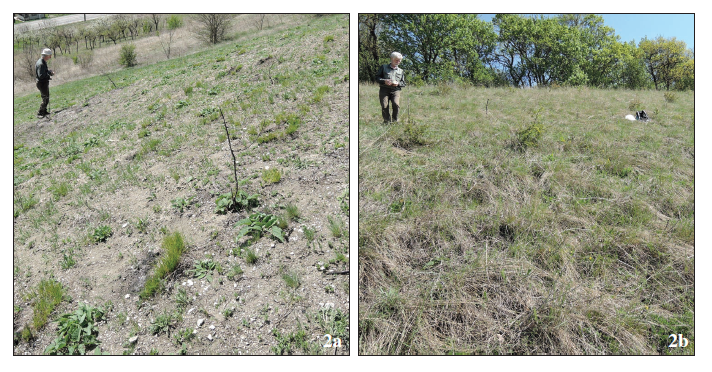 The difference between the vegetation structure from Suatu, set on fire in autumn / winter 2020 (a) compared to the one from Bărăi, unharmed, not set on fire (b).