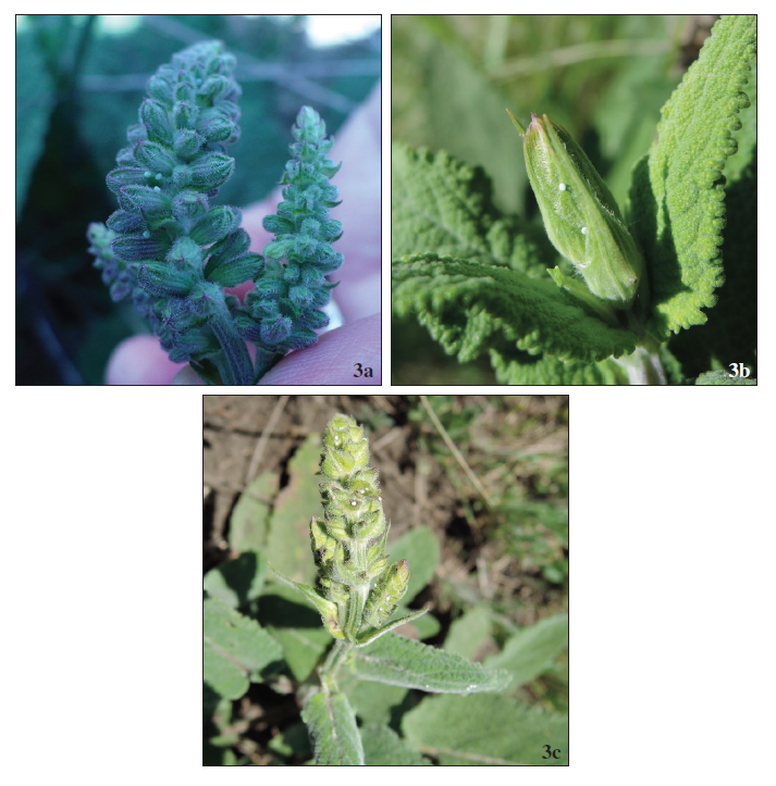 Eggs of P. bavius hungarica laid on the inflorescence of Salvia nutans (a), respectively on the flower bud of S. transsilvanica (b, c).