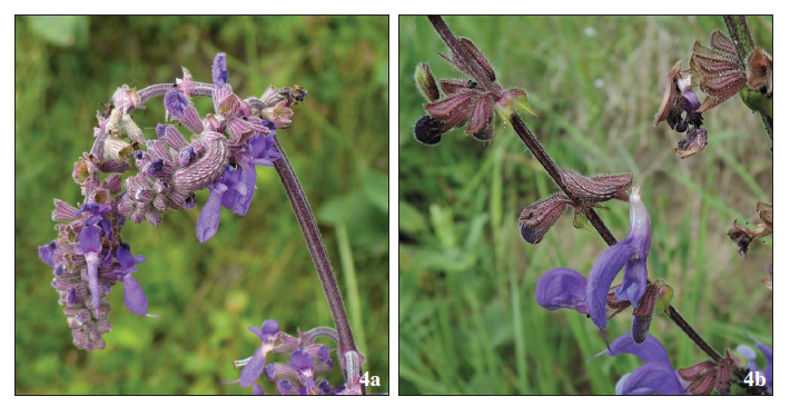 Larvae of P. bavius hungarica feeding on the inflorescence of Salvia nutans (a), and on the flower of S. transsilvanica (b).