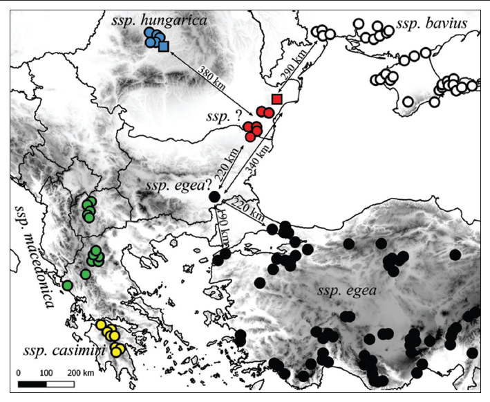 Western distribution of Pseudophilotes bavius. Blue square - new records from Transylvania (Râpa Dătăšeni and Râpa Lechint¸a), Red square - a new record from Tulcea county (northern Dobrogea, Babadag area). General distribution after Rákosy & Widlich (2017).