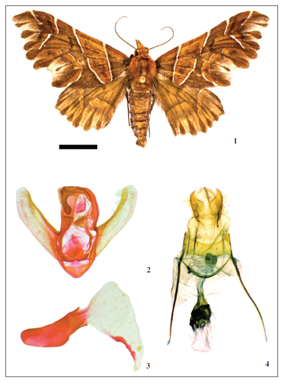 Marialma magicaria. 1. Adult male, dorsal view, Ecuador. 2. Male, genitalia, ventral view, Colombia. 3. Aedeagus, view, Colombia; 4. Female genitalia, ventral view, Colombia.