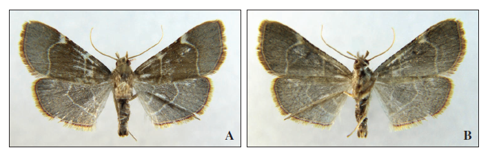 Hypsopygia fulvocilialis (Dup.). A. Visión dorsal. B. Visión ventral.