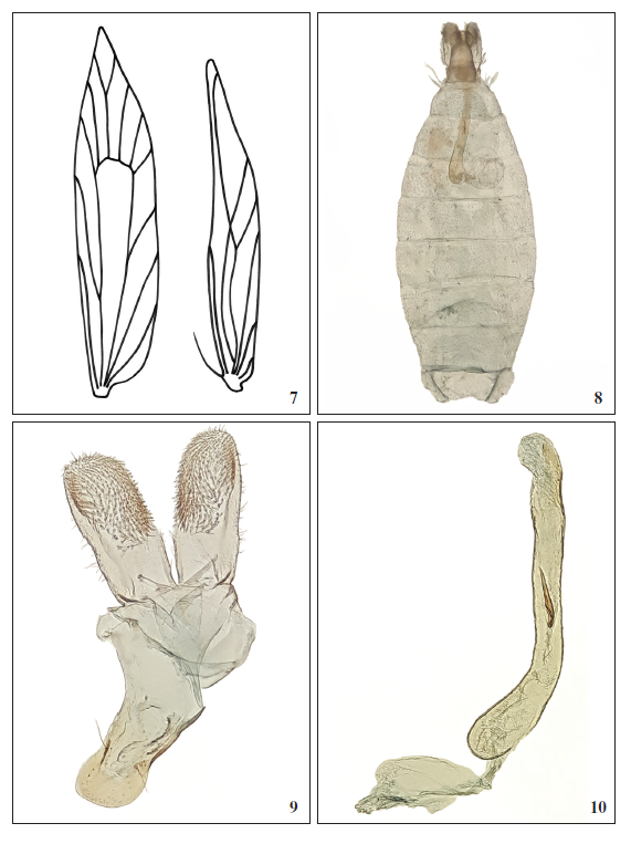 Lourdesiella Bernabé, Huertas & Vives, sp. nov. 7. Venas alares. 8. Paratipo abdomen. 9. Holotipo andropigio. 10. Aedeagus.