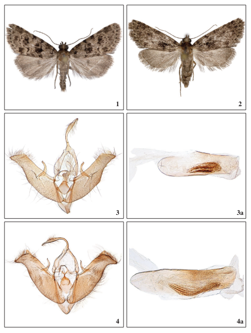 a. 1.Nyctobrya ingridae Falck, sp. nov., ♂, El Hierro, 17.5 mm. 2.Nyctobrya ingridae Falck, sp. nov., ♀, El Hierro, 15.5 mm. 3.Nyctobrya ingridae Falck, sp. nov., male genitalia, GP3755PF. 3a. Phallus, GP3755PF. 4.Nyctobrya canaria (Alphraky, 1890), male genitalia, GP3773PF. 4a. Phallus, GP3773PF.