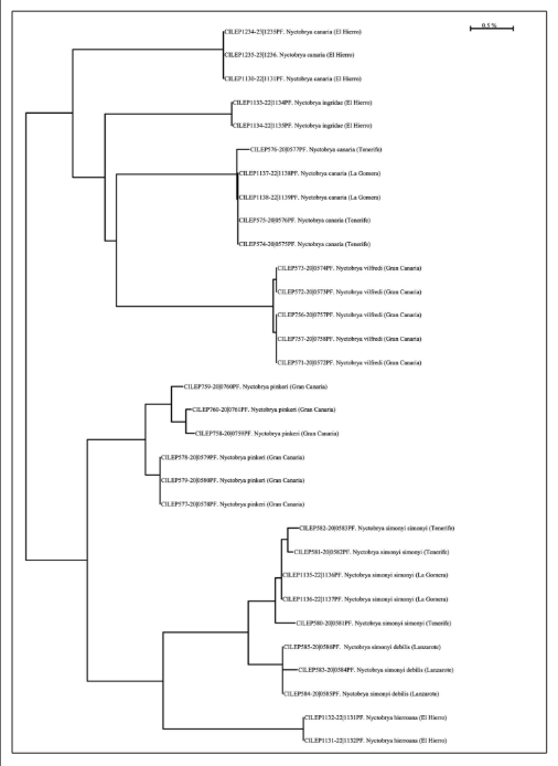 Neighbor-joining tree of DNA barcodes of six Nyctobrya-species from the Canary Islands.