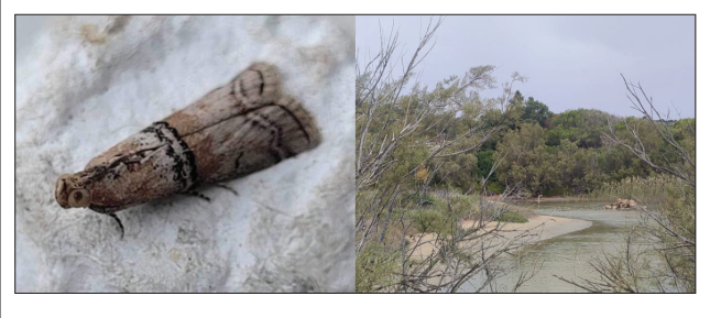 Merulempista turturella (Zeller, 1848) and its habitat - MALTA, Gh- adira Nature Reserve, 1 ♂, 10-X2023, J. Agius leg.
