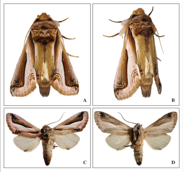 Rhuda guayuyaco. A-B, live individual; C-D, Holotype in dorsal (C) and ventral (D) view.