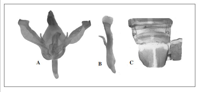 Rhuda guayuyacoA, genitalia, ventral view; B, aedeagus, lateral view; C, 8th sternite.
