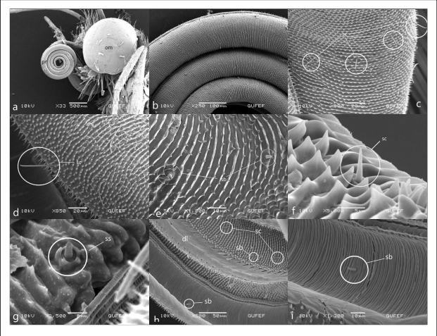 Head and mouthparts of Pontia edusa, a. proboscis (pr), complex eye (om), labial palpus (lb) b. Coil count of proboscis c,d. galea surface and sensilla chaetica (sc) e,f. cuticuler spine on galea surface, external sensilla basiconica (sb) g. sensilla styloconica (ss) with 5 short spines h. dorsal surface of the galea and foodcanal on the inner galeal wall of the proboscis. i. Internal sensillum basiconicum in food canal (sb).