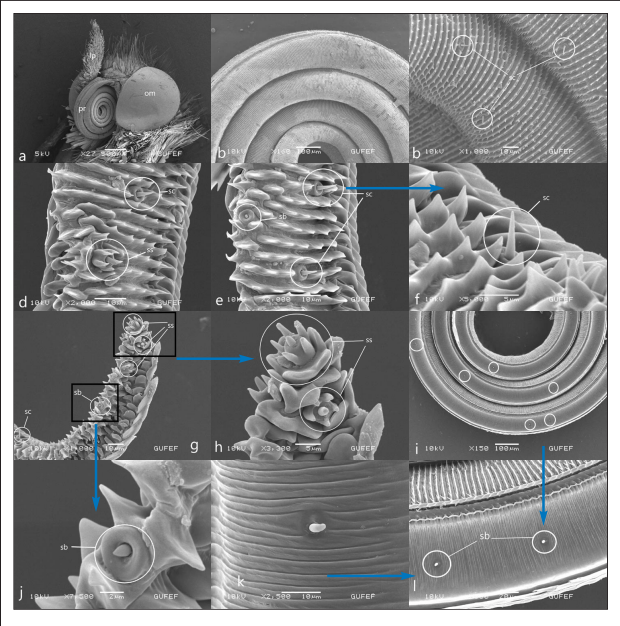Head and mouthparts of Colias croceus, a. proboscis (pr), complex eye (om), labial palpus (lb) b. Coil count of proboscis c. galea surface and sensilla chaetica (sc) d,e,f. Cuticular spines on galea surface, external sensilla basiconica (sb), sensilla styloconica (ss) sensilla chaetica (sc) g, h, j. distal part of the galea, sensilla chaetica (sc), sensilla basiconica, sensilla styloconica (ss), star-shaped sensilla styloconica with 5 long spines i. Distribution of internal s.basiconica in the food canal k, l. Sensillum basiconicum (sb) of the food canal.