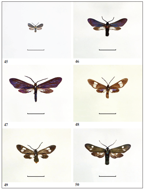 Examples of African Procridinae. 
							45.Saliuncella marshalli, female (Republic of South Africa). 
							46.Saliunca homochroa, female (Democratic Republic of the Congo). 
							47. Saliunca solora, female (Republic of Cameroon). 
							48.Syringura pulchra, female (Central African Republic). 
							49.Tascia finalis, female (Republic of South Africa). 
							50. Astyloneura meridionalis, male (Burundi). Scale: 1.0 cm (All photos: G. M. Tarmann).
						