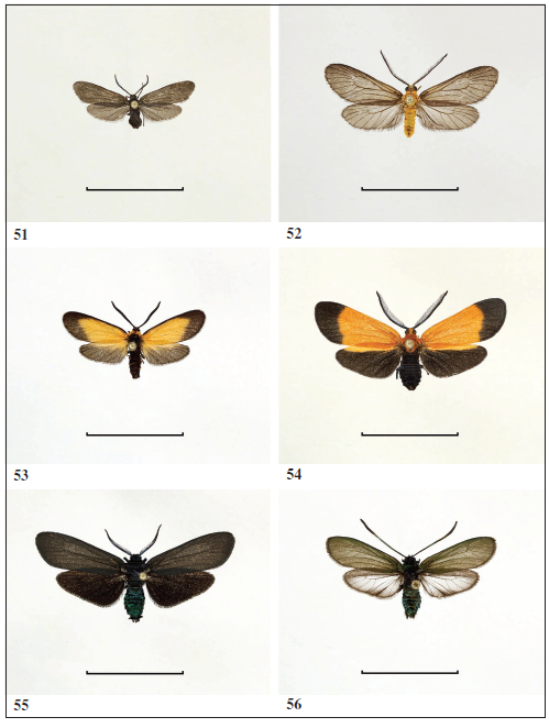 Examples of American Procridinae. 
							51. Acoloithus rectarius, male (USA). 
							52. Neoilliberis fusca, male (USA). 
							53. Neofelderia rata, male (USA). 
							54. Neoalbetia constans, male (USA). 
							55.Neoprocris aversa, male (USA). 
							56.Pseudoprocris gracilis, male (Guatemala). Scale: 1.0 cm (All photos: G. M. Tarmann).
						