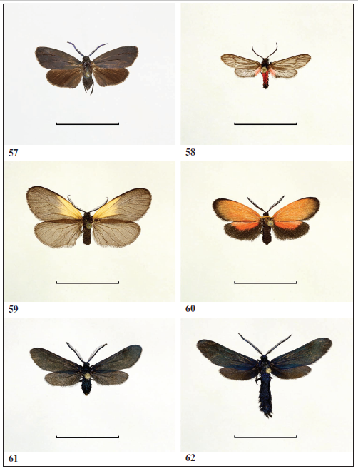 Examples of American Procridinae. 
							57. Malamblia melas, male (Chile). 
							58. Gonioprocris siruna, female (Guatemala). 
							59.Pyromorpha dimidiata, male (USA). 
							60.Pyromorpha dyari, male (USA). 
							61.Triprocris cyanea, male (USA). 
							62. Harrisina metallica, male (USA). Scale: 1.0 cm (All photos: G. M. Tarmann).
						