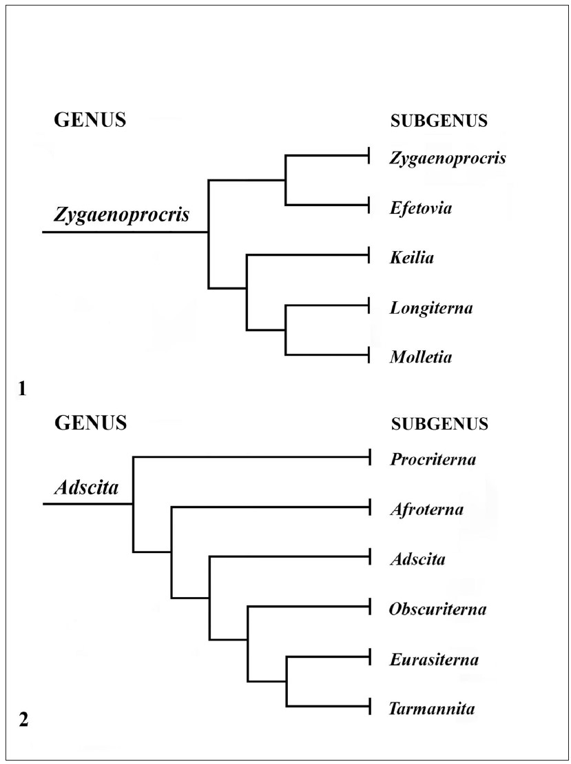 1. A dendrogram showing phylogenetic relationships between subgenera of the genus 
							Zygaenoprocris, based on morphology, biology and DNA data. 2. A dendrogram showing phylogeneticrelationships between subgenera of the genus 
							Adscita, based on morphology, biology and DNA data.
						