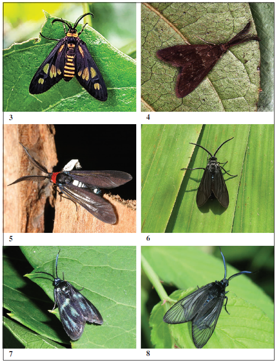 Examples of live moths of Procridinae species. 
							3. Thyrassia inconcinna, male (Australia) (Photo: S. Renneberg). 
							4. Onceropyga anelia, male (Australia) (Photo: G. M. Tarmann). 
							5. Hestiochora tricolor, male (Australia) (Photo: A. Zwick). 
							6. Artona martini, male (Italy) (Photo: K. A. Efetov). 
							7. Clelea esakii, female (Japan) (Photo: K. A. Efetov). 
							8. Hedina tenuis, male (Japan) (Photo: anonymous).
						