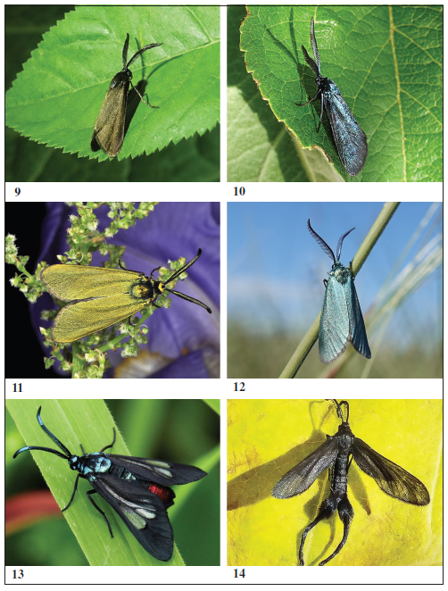Examples of live specimens of Procridinae species. 
							9.Rhagades predotae, male (Spain) (Photo: K. A. Efetov). 
							10.Rhagades pruni, male (Crimea) (Photo: K. A. Efetov). 
							11.Adscita italica italica, male (Italy) (Photo: K. A. Efetov). 
							12.Jordanita volgensis, male (Crimea) (Photo: K. A. Efetov). 
							13.Tascia rhabdophora, male (Zimbabwe) (Photo: B. Wrsten). 
							14.Stylura brasiliensis, female (Paraguay) (Photo: U. Drechsel).
						