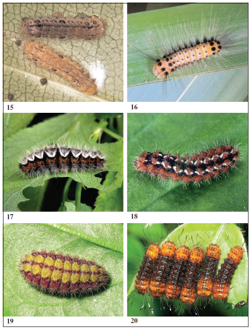 Examples of larvae of Procridinae species. 
							15.Pollanisus commoni (Australia) (Photo: G. M. Tarmann). 
							16.Artona martini (Italy) (Photo: K. A. Efetov). 
							17.Rhagades amasina (Turkey) (Photo: K. A. Efetov). 
							18.Zygaenoprocris taftana (Armenia) (Photo: K. A. Efetov). 
							19.Adscita italica italica (Italy) (Photo: K. A. Efetov). 
							20.Harrisinopsis robusta (Suriname) (Photo: J. Van Den Heuvel).
						