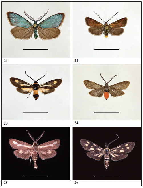 Examples of Australian and Oriental Procridinae. 
							21.Pollanisus viridipulverulenta, male (East Australia). 
							22. Pollanisus nielseni, female (West Australia). 
							23.Hestiochora erythrota, male (East Australia). 
							24.Myrtartona rufiventris, female (West Australia). 
							25. Artona discivitta, male (South India). 
							26. Artona walkeri, lectotype male (Indonesia, Java). Scale: 1.0 cm (All photos: G. M. Tarmann).
						