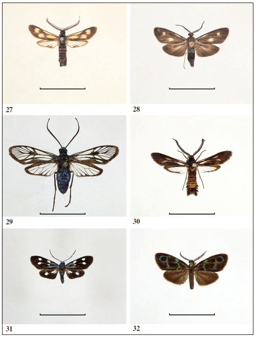 Examples of Eastern Palaearctic and Oriental Procridinae. 
							27. Artona octomaculata, male (Far East of Russia, Amur). 
							28.Amuria trisignata, male (Indonesia, Java). 
							29.Ephemeroidea virescens, female (Indonesia, Java). 
							30.Lophosoma cuprea, male (India, Sikkim). 
							31.Chrysartona dangvani, female (Vietnam). 
							32.Clelea nigroviridis (Myanmar). Scale: 1.0 cm (All photos: G. M. armmann).
						