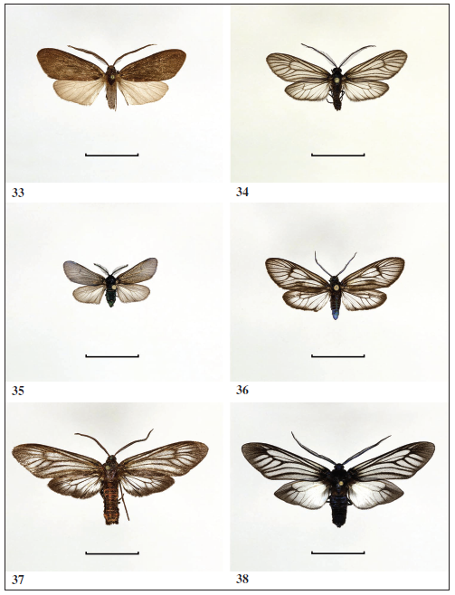Examples of Eastern Palaearctic and Oriental Procridinae. 
							33.Morionia sciara, male (China, Taiwan). 
							34.Illiberis cernyi, male (Thailand). 
							35.Hedina nigra, male (Japan). 
							36.Hedina translucida, male (China). 
							37.Dubernardia djreuma, male (China). 
							38.Goazrea lao, male (Thailand). Scale: 1.0 cm (All photos: G. M. Tarmann).
						
