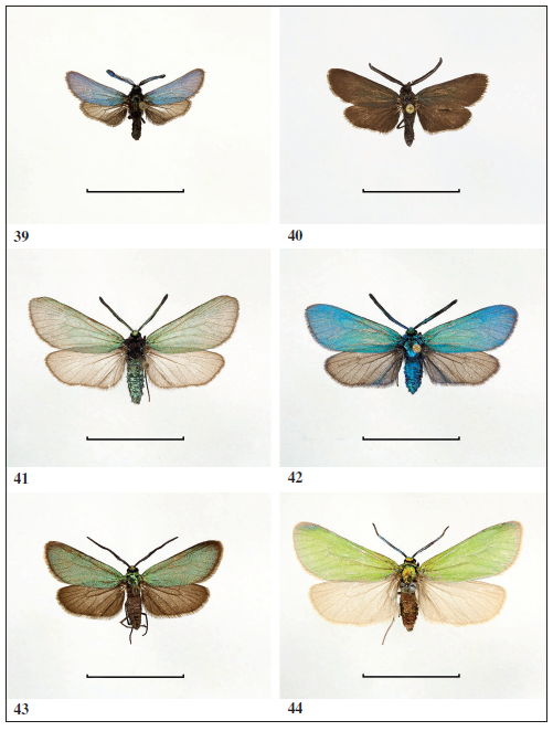 Examples of Western and Central Palaearctic Procridinae. 
							39. Zygaenoprocris taftana, male (Armenia). 
							40.Adscita subtristis, male (Uzbekistan). 
							41.Adscita statices, male (Austria). 
							42.Adscita mannii, male (Italy). 
							43.Jordanita splendens, male (Tajikistan). 
							44.Jordanita cognata, male (Algeria). Scale: 1.0 cm (All photos: G. M. Tarmann).
						