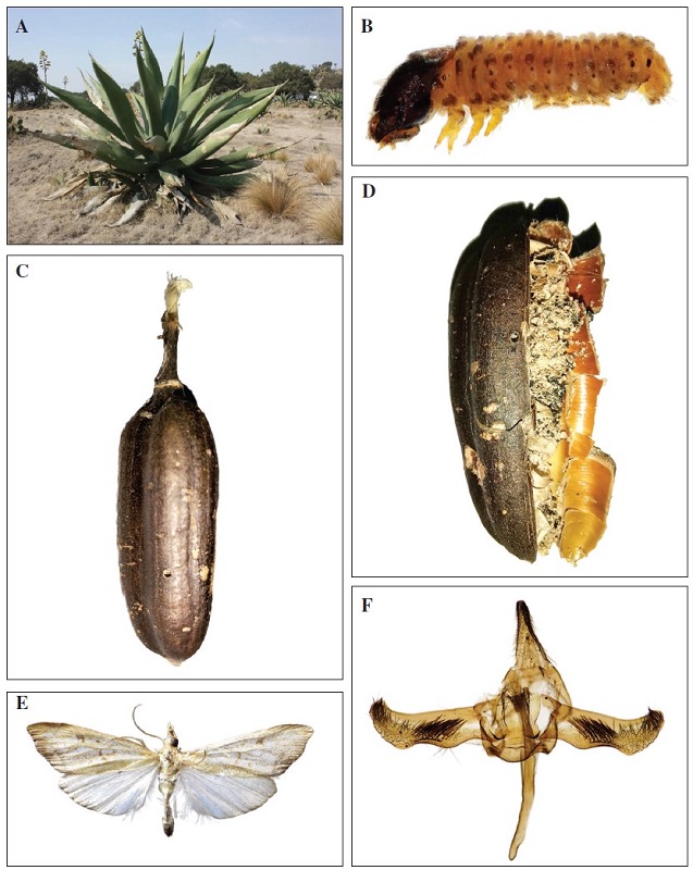 Natural history of 
							Hydropionea fenestralisBarnes & McDunnough, 1914 in central Mexico. 
							A) Habitat of H. 
							fenestralis in 
							A. salmiana var. 
							ferox and 
							A. salmiana subsp. salmiana culture surrounded by xerophytic shrubland vegetation. 
							B). Last instar of immature state of 
							H. fenestralis. 
							C) Fruit of 
							A. salmiana var. 
							ferox with small hole damage (arrow) and 
							D) Internal damage of the seed of 
							A. salmiana var. 
							ferox by the larva of H. 
							fenestralis. 
							E) Dorsal habitus of 
							H. fenestralis reared from larva in mature fruits of 
							A. salmiana var. 
							ferox and 
							A. salmiana subsp. salmiana. 
							F) H. 
							fenestralis male genitalia with aedeagus attached.
						