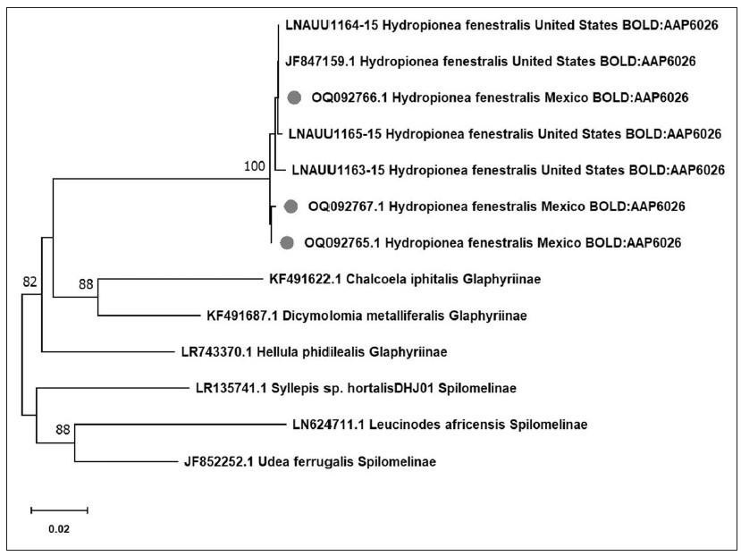 A Neigbor-Joining optimal tree was constructed with Mega 11 using the Kimura 2-parameter base on COI sequences (658 bp) with a gamma distribution using four shape parameters and pairwise deletion option.  We used sequences obtained in this study (gray circle) and sequences of the species 
							Hydropionea fenestralis, Spilomelinae, and Glaphyriinae subfamilies species from NCBI and BOLD. Bootstrap support values (1000 replications) higher than 70% are shown above the respective branches. 
							H. fenestralis sequences include country and Barcode Index Number (BIN) from BOLD system database.
						