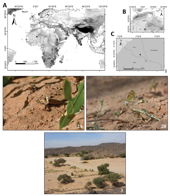 1. Colotis amata (Fabricius, 1775) observed on Salvadora persica in Algeria. Photos by a. Hadoun. 2. Distribution Map. A. worldwide distribution. B. distribution in North Africa. C. its position in Bordj Badji Mokhtar (Algeria). Squares represent occurrences from GBIF, the triangle represents the observation point in Algeria. Colotis amata observed in Bordj Badji Mokhtar, Algeria. Photos by A. Hadoun. 3. Colotis amata observation site. Photo by F. Seddiki.