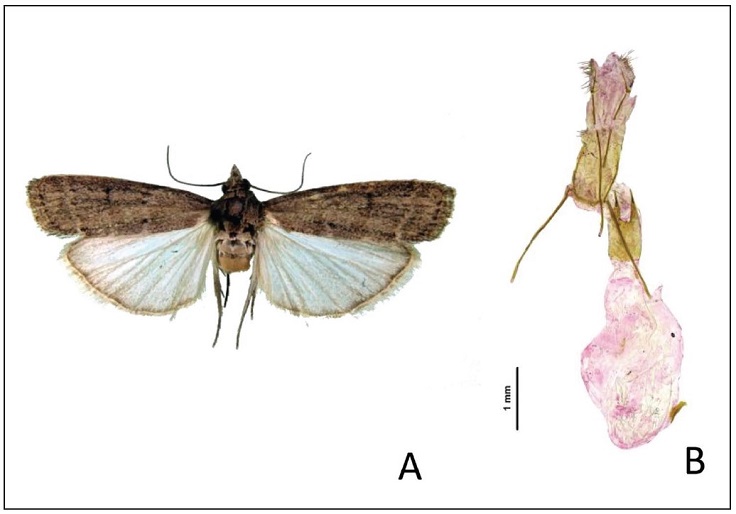 A. Female specimen of Cnephidia serraticornella. B. Female genitalia.