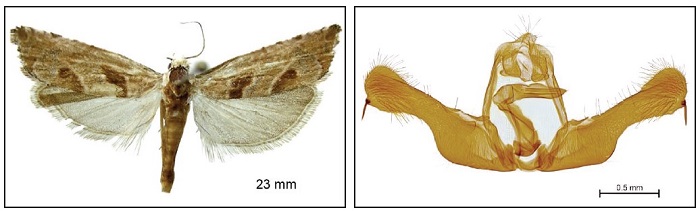 Pelochrista huebneriana, left: Adult, right: male genital (G.P. 394 K. Akın).