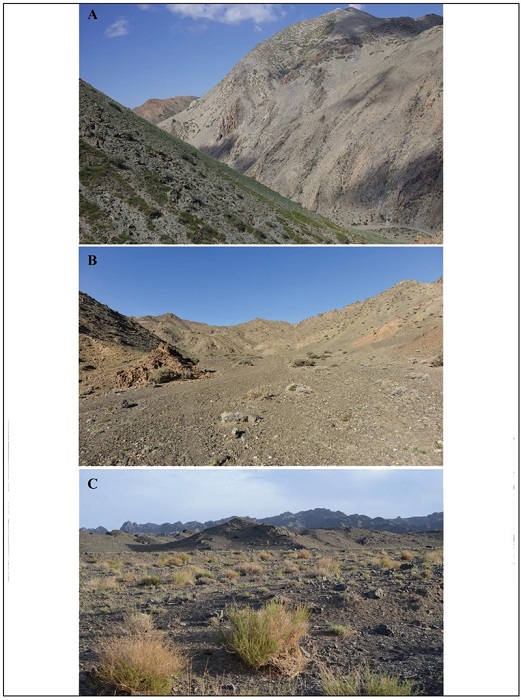Habitats of the second travel. 
							A. vrkhangai Aimag, Bogd Sum, 30 km SEE of Bogd, Arts-Bogd ridge (photo by E. Pazhenkova). 
							B. mngovi Aimag, Servei Sum, 7,5 km NW of Servei. 
							C. ditto, Servei Sum, 37 km SEE of Servei, Zlngiin nuru.
						